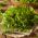Насіння червіла - Anthriscus cerefolium - 400 насіння
