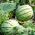 Pepene verde Semințe de bingo - Citrullus lanatus - 38 semințe