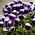 Viool Grootbloemig - Lord Beaconsfield - paars en wit - 250 zaden - Viola x wittrockiana