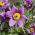 Pasque Semințe de flori - Anemone pulsatilla - 190 de semințe