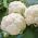 Žiedinis kopūstas - Rober - 270 sėklos - Brassica oleracea L. var.botrytis L.