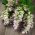 Clary Sage、Muscatel Sageの種子 - サルビアsclarea  -  115種子 - Salvia sclarea - シーズ