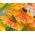 オレンジくしゃみ、フクロウの爪の種子 -  Helenium hoopesii  -  250種子 - シーズ