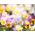 Pensamientos - Liebesduett - variada - 320 semillas - Viola x wittrockiana
