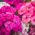 Sweet William frø - Dianthus barbatus - 900 frø