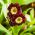 Çuha çiçeği karışık tohumlar - Çuha çiçeği x pubescens - 110 tohum - Primula x pubescens