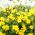 バールマリーゴールドの種子 - ビデンズアウレア -  160種子 - Bidens aurea - シーズ