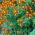 マリーゴールドレッドジェムの種 - マンジュギクtenuifolia  -  390種子 - Tagetes tenuifolia - シーズ