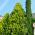 Lawson Cypress seemned - Chamaecyparis lawsoniana - 100 seemet