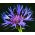 Centaurea montana - 80 sementes