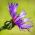 Berg-Flockenblume, Kornblume samen - Centaurea montana - 80 Samen