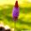 Насіння примули китайської пагоди - Primula vialii - 140 насінин - насіння
