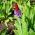 プリムローズチャイニーズパゴダの種子 - プリムラvialii  -  140種子 - Primula vialii - シーズ