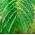 Mimosa, semillas de plantas sensibles - Mimosa pudica - 34 semillas