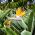 Biji bunga burung-burung-Paradise - Strelitzia reginae - 10 biji benih