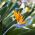 Semillas de flor de ave del paraíso - Strelitzia reginae - 10 semillas