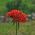 猩红色Lychnis，马耳他十字形种子 -  Lychnis chalcedonica  -  1150种子 - 種子