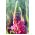 Gausialapis lubinas - Chatelaine - 90 sėklos - Lupinus polyphyllus