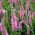 Véronique en épi - rose - 3000 graines - Veronica spicata