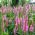 Çivili speedwell - pembe - 3000 tohum - Veronica spicata - tohumlar