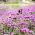 Tinggi Verbena, biji Purpletop Vervain - Verbena bonariensis - 500 biji - Verbena patagonica