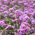 Висока върбинка, семена от пъплетлоп Вербена - Verbena bonariensis - 500 семена - Verbena patagonica