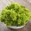 Lettuce Lollo Bionda seeds - Lactuca sativa - 1200 seeds