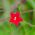 Ipomoea quamoclit - 20 sēklas - sarkans