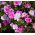 Godetia 새틴 믹스 씨앗 - Godetia grandiflora - 1500 종자