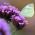 Tinggi Verbena, biji Purpletop Vervain - Verbena bonariensis - 500 biji - Verbena patagonica