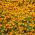 Samettikukka - Kääpiö - Orange Gem - 390 siemenet - Tagetes tenuifolia