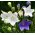 Ilmapallo Kukka Fuji Valkoiset siemenet - Platycodon grandiflorus - 110 siemeniä