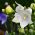 Балон Цвете Fuji Бяло семе - Platycodon grandiflorus - 110 семена