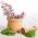 Clary Sage, เมล็ด Muscatel Sage - Salvia sclarea - 115 เมล็ด