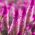 Celosia spicata - 360 zaden - Celosia spicata