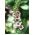 Lilla Mullein frø - Verbascum Phoeniceum - 800 frø
