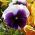 Árvácska fajták - Lord Beaconsfield - lila és fehér - 250 magok - Viola x wittrockiana