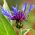 גרעיני תירס רב שנתיים - מונטנה סנטורה - 80 זרעים - Centaurea montana