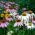 Coneflower זרעים מעורבים - אכינצאה - 200 זרעים - Echinacea purpurea