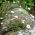 Meksikanske Fleabane frø - Erigeron karvinskianus - 390 frø