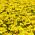Fløjlsblomst - Smalfliget - Golden Gem - 390 frø - Tagetes tenuifolia