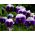 Hercai Menekşe Rab Beaconsfield tohumları-Viola x wittrockiana-250 tohumları - Viola x wittrockiana 