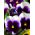 Σπόροι Pansy Lord Beaconsfield - Viola x wittrockiana - 250 σπόροι