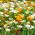 Amapola de California, semillas de Amapola Dorada - Eschscholzia californica - 600 semillas