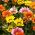 Treasure Flower, Gazania bland frø - Gazania rigens - 75 frø - Gazania splendens