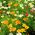 פרג קליפורניה, זרעי פרג מוזהבים - אששכוליה קליפורניצה - 600 זרעים - Eschscholzia californica