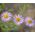 Daisy Fleabane jauktas sēklas - Erigeron speciosus - 220 sēklas