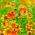 Gemeenschappelijke Sneezeweed zaden - Helenium autumnale - 1200 zaden