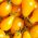 Tomat - Yellow Pearshaped - gul - 120 frø - Lycopersicon esculentum Mill