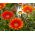 Bunga Harta, Campuran Gazania - Gazania rigens - 75 biji - Gazania splendens - benih